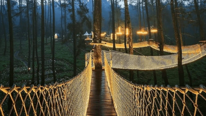 Orchid Forest Cikole: Keajaiban di Tengah Hutan